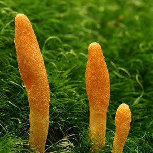 Jeringa 10cc - Cordyceps militaris
