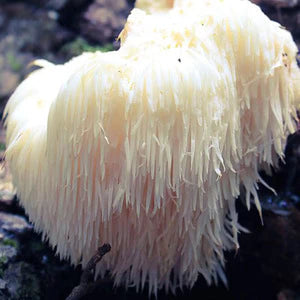Jeringa 10cc - Melena de león (Hericium erinaceus)