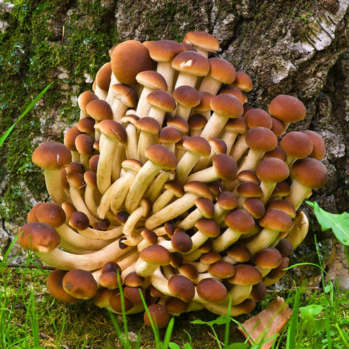 Jeringa 10cc - Pioppino (Agrocybe aegerita)