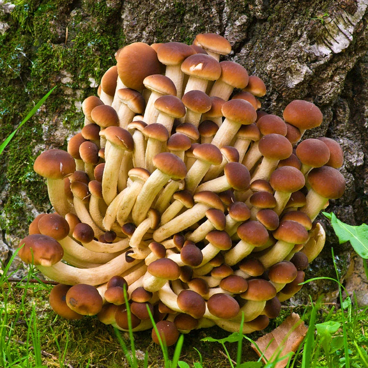 Jeringa 10cc - Pioppino (Agrocybe aegerita)