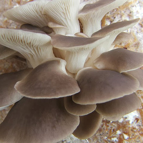 Jeringa de cultivo líquido - Girgola fénix italiana (Pleurotus pulmonarius)