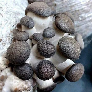 Jeringa 10cc - Girgola Black Pearl King (Pleurotus ostreatus var bpk)
