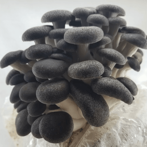 Jeringa de cultivo líquido - Girgola Black Pearl King (Pleurotus ostreatus)