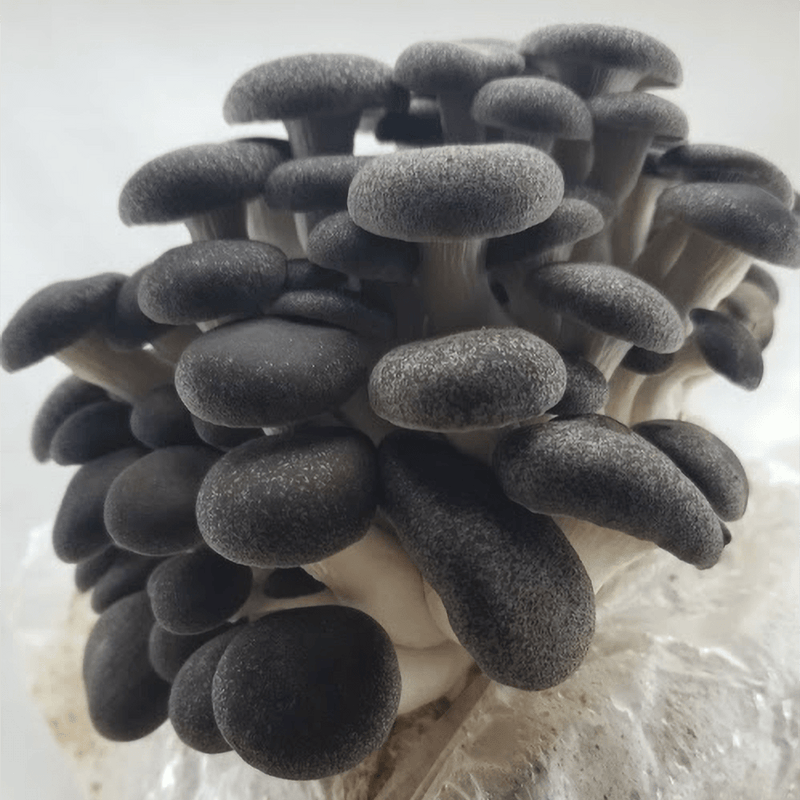 Jeringa de cultivo líquido - Girgola Black Pearl King (Pleurotus ostreatus)