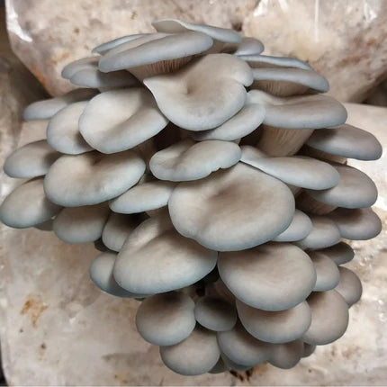 Jeringa 10cc  - Girgola azul (Blue Oyster)
