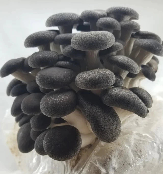 Jeringa 10cc - Girgola Black Pearl King (Pleurotus ostreatus var bpk)