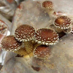 Jeringa 10cc - Hongo del castaño (Pholiota adiposa)