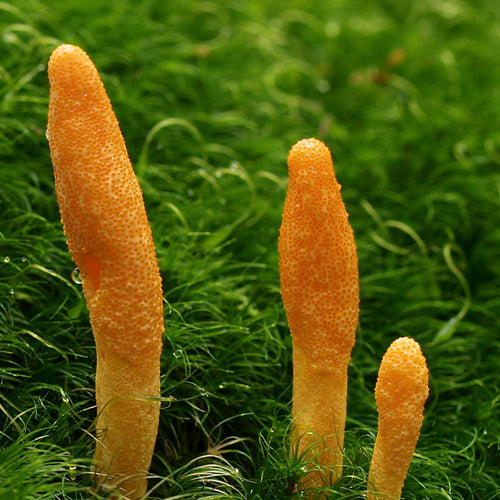 Jeringa de cultivo líquido - Cordyceps militaris