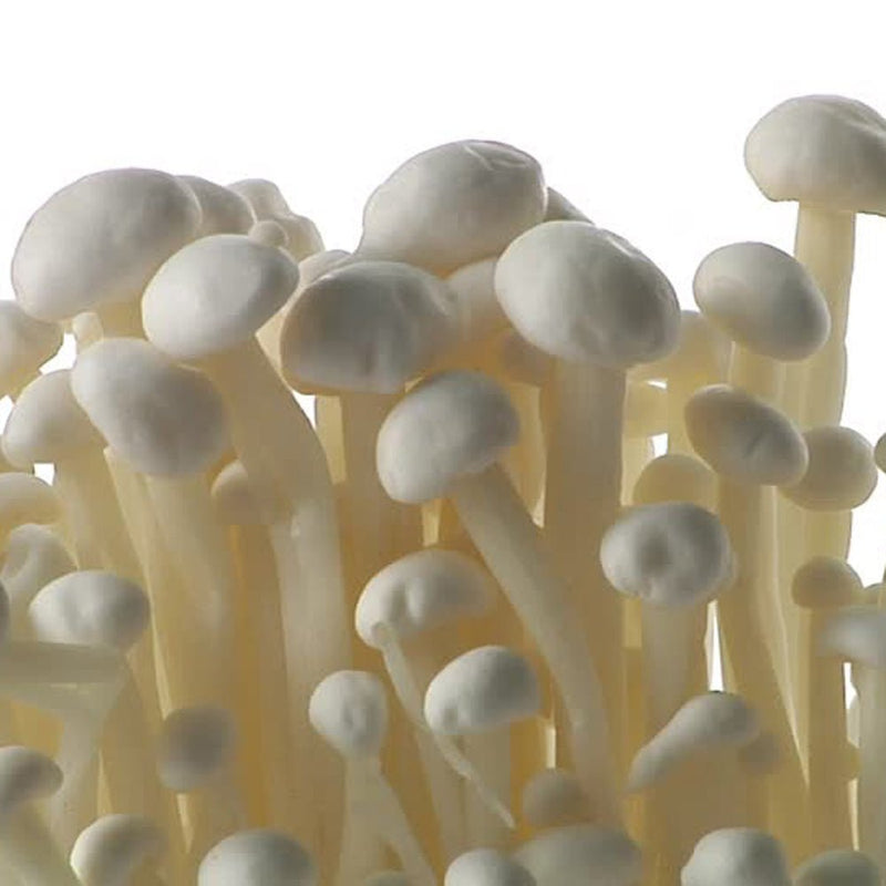 Jeringa de cultivo líquido - Enoki (Flammulina velutipes)