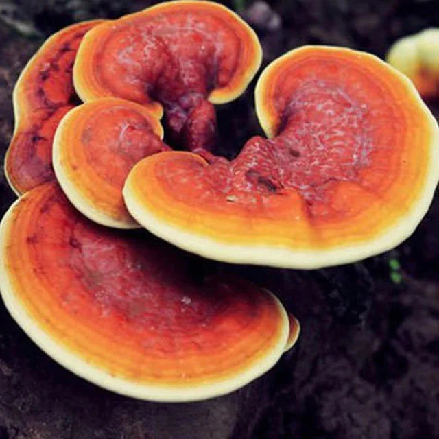 Jeringa 10cc - Reishi (Ganoderma lucidum)