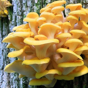 Jeringa 10cc - Girgola amarilla (Pleurotus citrinopileatus)