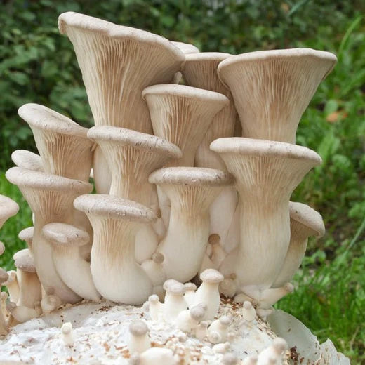 Jeringa 10cc - King Oyster (Pleurotus eryngii)