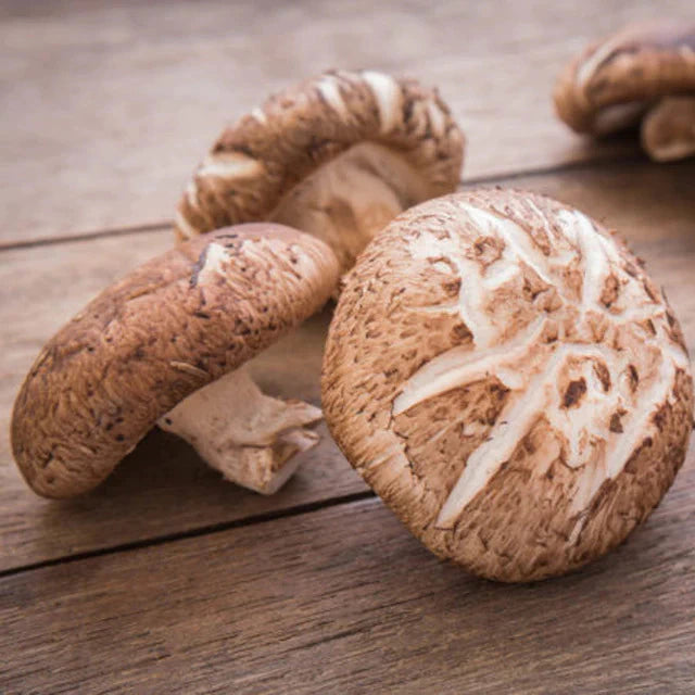 Jeringa 10cc - Shiitake (Lentinula edodes)