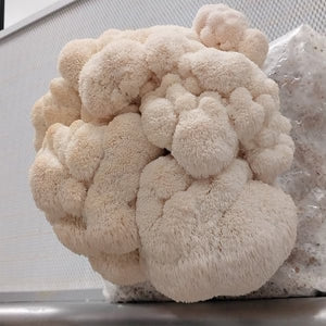 Jeringa 10cc - Melena de león (Hericium erinaceus)