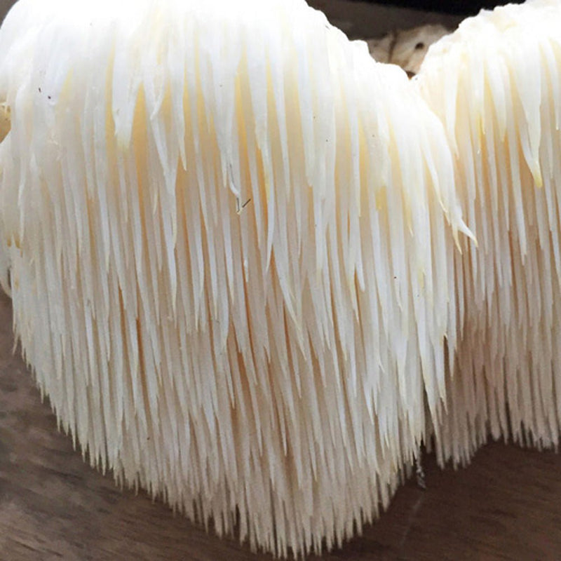 Jeringa de cultivo líquido - Melena de león (Hericium erinaceus)