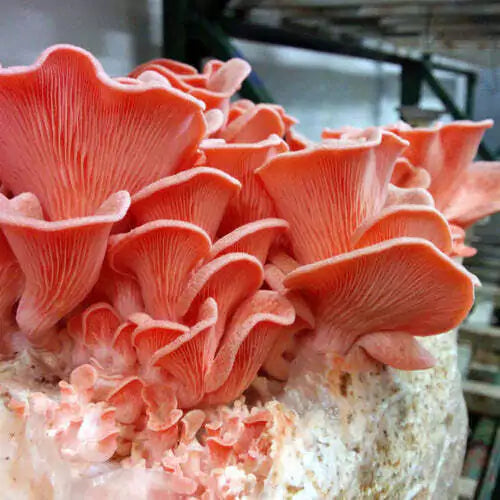 Jeringa 10cc - Girgola rosa (P. djamor)