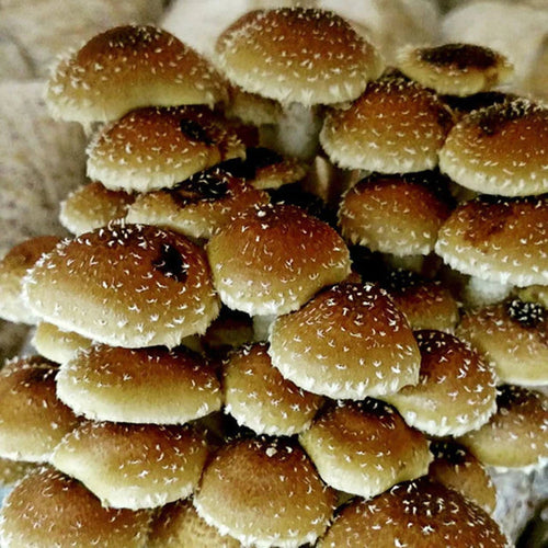 Jeringa 10cc - Hongo del castaño (Pholiota adiposa)