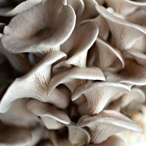 Jeringa 10cc - Girgola gris (Pleurotus ostreatus)