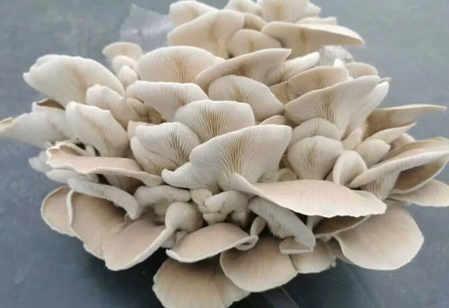 Jeringa 10cc  - Girgola blanca (Pleurotus pulmonarius)