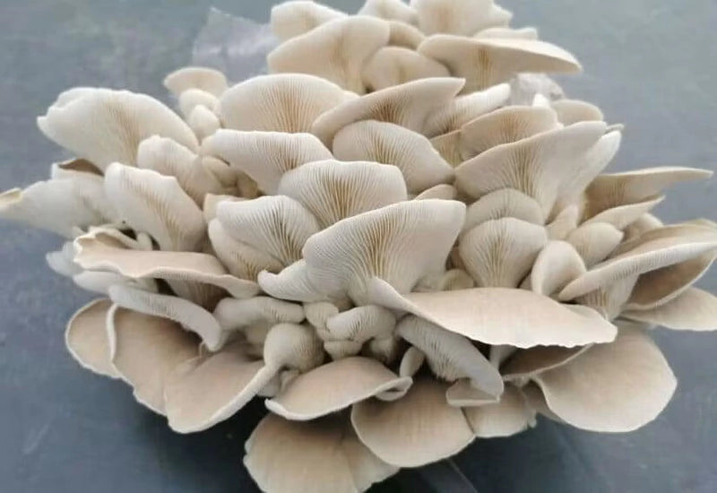 Jeringa 10cc  - Girgola blanca (Pleurotus pulmonarius)