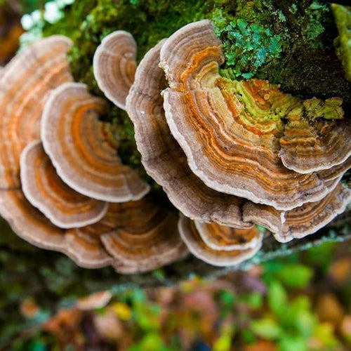 Jeringa 10cc - Cola de pavo (Trametes versicolor)
